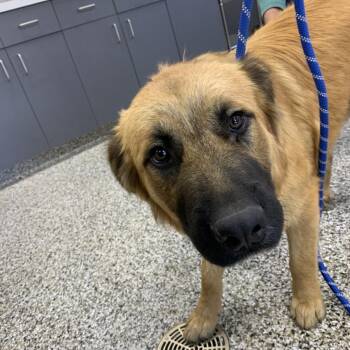 Grizzly -  Anatolian Shepherd and Great Pyrenees Dog Available for Adoption in Morganton, North Carolina - Grizzly | PetCurious