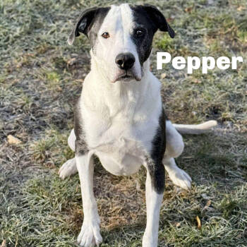 Rescue Mixed Breed Dogs for Adoption in Gladstone, Michigan - Pepper 250804 | PetCurious