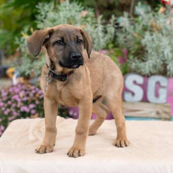 Rescue Hound Dogs for Adoption in Wake Forest, North Carolina - Locke | PetCurious