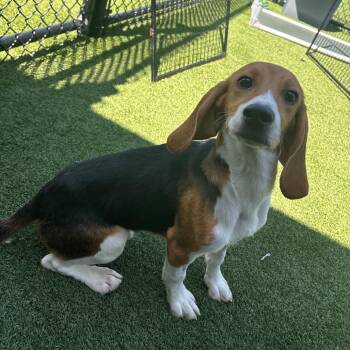 ZUF6 2867 aka Duke -  Beagle Dog for Adoption in Loxahatchee Groves, Florida - ZUF6 2867 Aka Duke | PetCurious