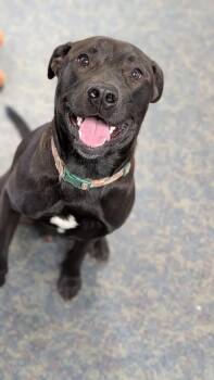 Odie -  Labrador Retriever Dog for Adoption in Blytheville, Arkansas - Odie | PetCurious
