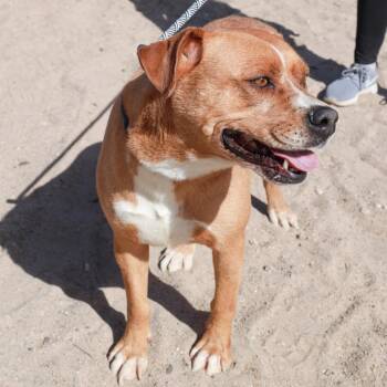 Mixed Breed Dogs Available for Adoption in Las Cruces, New Mexico - Lucky | PetCurious