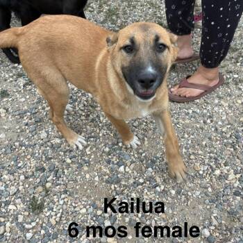 Kailua D71127 -  Dutch Shepherd and German Shepherd Dog Dog for Adoption in Minnetonka, Minnesota - Kailua D71127 | PetCurious