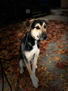 Rescue German Shepherd Dog and Terrier Dogs for Adoption in Hayward, California - Jude | PetCurious