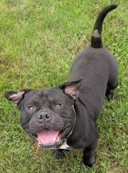 KONG -  Pit Bull Terrier Dog for Adoption in Akron, Ohio - KONG | PetCurious