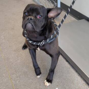 Mixed Breed Dogs Available for Adoption in Las Cruces, New Mexico - 107212 | PetCurious