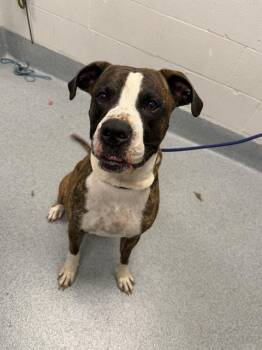 DUSTIN -  Boxer and Mixed Breed Dog for Adoption in Indianapolis, Indiana - DUSTIN | PetCurious