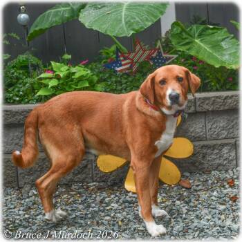 Labrador Retriever Dogs Available for Adoption in Wake Forest, North Carolina - Gustavus | PetCurious