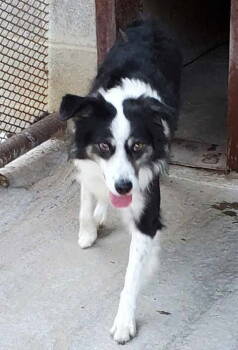 Rescue Australian Shepherd Dogs for Adoption in Winter Park, Colorado - Bandit | PetCurious