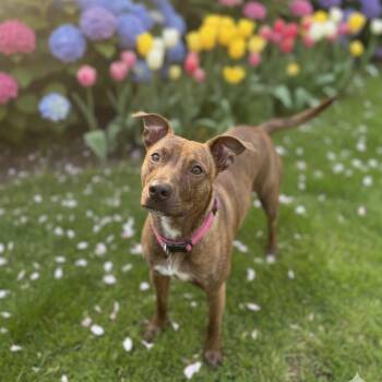 American Staffordshire Terrier and Boxer Dogs Available for Adoption - Poppy | PetCurious