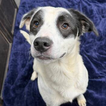 Mixed Breed Dogs Available for Adoption - Bandit | PetCurious