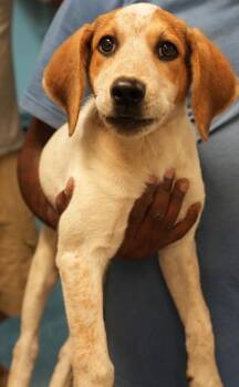 Lainey -  Hound and Mixed Breed Dog for Adoption in Bowling Green, Kentucky - Lainey | PetCurious