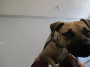 A384743 -  Black Mouth Cur Dog for Adoption in Ocala, Florida - A384743 | PetCurious