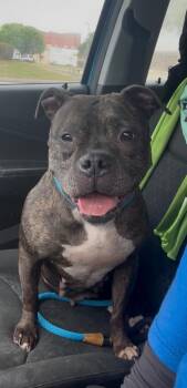 Sassy -  Mixed Breed Dog Available for Adoption in Oxford, North Carolina - Sassy | PetCurious