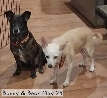 Rescue Terrier and Beagle Dogs for Adoption in New Franklin, Ohio - Buddy & Bear | PetCurious