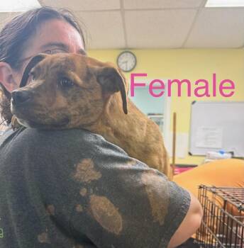 Pit Bull Terrier and Mixed Breed Dogs Available for Adoption - Bailey | PetCurious