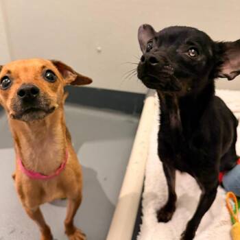 Mixed Breed Dogs Available for Adoption - Ambra Sabatini | PetCurious