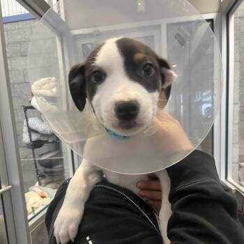 Hound Dogs Available for Adoption - Perry | PetCurious