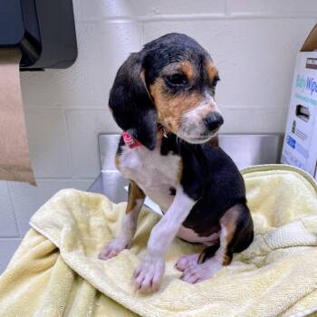 Prue -  Beagle Dog for Adoption in Lyndhurst, Virginia - Prue | PetCurious