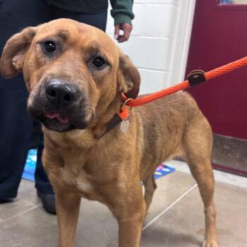 YORK-Stray-16812 -  Mixed Breed Dog for Adoption in York, Pennsylvania - YORK-Stray-16812 | PetCurious