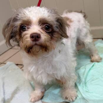 Shih Tzu and Mixed Breed Dogs Available for Adoption - Chloe | PetCurious