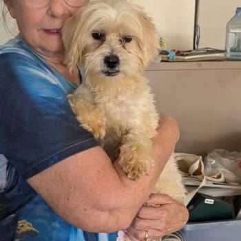 Rising Star Mesquite RR NV -  Shih Tzu Dog Available for Adoption in Las Vegas, Nevada - Rising Star Mesquite RR NV | PetCurious