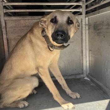 Sugar Pie -  Retriever and Mixed Breed Dog for Adoption in Edinburg, Texas - Sugar Pie | PetCurious