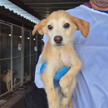 Naruto -  Shepherd Dog for Adoption in Edinburg, Texas - Naruto | PetCurious