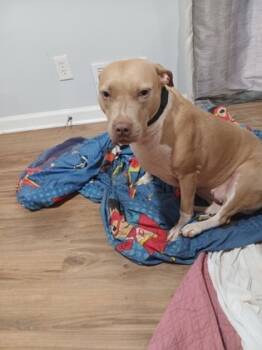 Rescue Mixed Breed Dogs for Adoption in Chamblee, Georgia - Sylvia - IN FOSTER | PetCurious