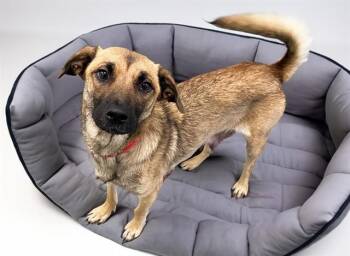 SANDY -  German Shepherd Dog and Mixed Breed Dog for Adoption in Fort Lauderdale, Florida - SANDY | PetCurious