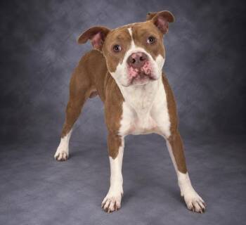DRAKE -  American Bulldog and Mixed Breed Dog for Adoption in Winter Haven, Florida - DRAKE | PetCurious