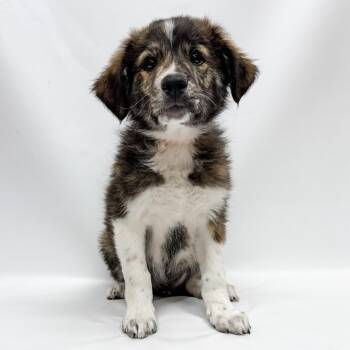 804 (2026) -  Australian Shepherd and Mixed Breed Dog for Adoption in Parker, Colorado - 804 (2026) | PetCurious