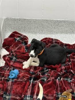 KONA ICE -  Pit Bull Terrier and Mixed Breed Dog for Adoption in Colorado Springs, Colorado - KONA ICE | PetCurious