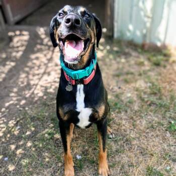 AMBER — Your Daily Dose of Happy -  Doberman Pinscher and Labrador Retriever Dog for Adoption in Houston, Texas - AMBER — Your Daily Dose Of Happy | PetCurious