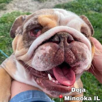 Doja in foster care -  English Bulldog Dog for Adoption in Plainfield, Illinois - Doja In Foster Care | PetCurious