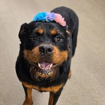 Tater -  Rottweiler Dog for Adoption in Broken Arrow, Oklahoma - Tater | PetCurious