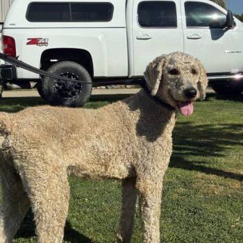 Standard Poodle and Golden Retriever Dogs Available for Adoption in Visalia, California - Hunter | PetCurious