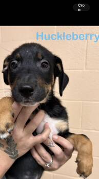 Huckleberry -  Hound Dog for Adoption in Seaside Heights, New Jersey - Huckleberry | PetCurious