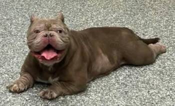 Fergie -  American Bully Dog for Adoption in Indianapolis, Indiana - Fergie | PetCurious