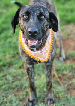 Rescue German Shepherd Dog and Neapolitan Mastiff Dogs for Adoption in Newport Beach, California - Moxie | PetCurious