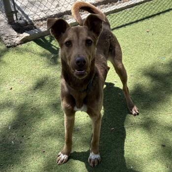 Zo - Butler Campus -  Mixed Breed Dog for Adoption in Flagstaff, Arizona - Zo - Butler Campus | PetCurious