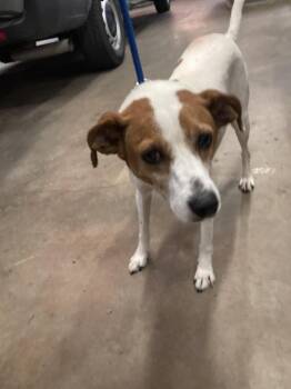 Parson Russell Terrier Dogs Available for Adoption in Dallas, Texas - STRAY | PetCurious