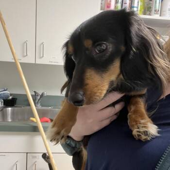Dachshund Dogs Available for Adoption - 70197 | PetCurious