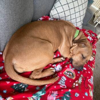 Mixed Breed Dogs Available for Adoption in Springboro, Ohio - Kareena | PetCurious