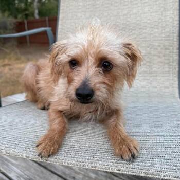 Miley -  Terrier Dog for Adoption in Warren, Rhode Island - Miley | PetCurious