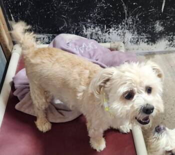 Minnie -  Terrier and Mixed Breed Dog for Adoption in Severance, Colorado - Minnie | PetCurious