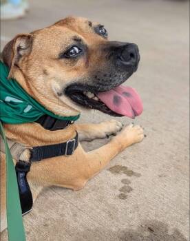 Rosco -  Black Mouth Cur Dog for Adoption in Austin, Texas - Rosco | PetCurious