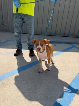 Gidget -  Mixed Breed Dog for Adoption in Lawrenceburg, Tennessee - Gidget | PetCurious