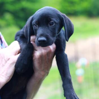 Labrador Retriever and Mixed Breed Dogs Available for Adoption in Stormville, New York - CT Frisee | PetCurious