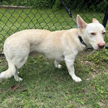 Corgi and Mixed Breed Dogs Available for Adoption in Cabot, Arkansas - (Found) Frank | PetCurious